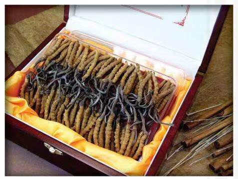 兴化冬虫夏草回收